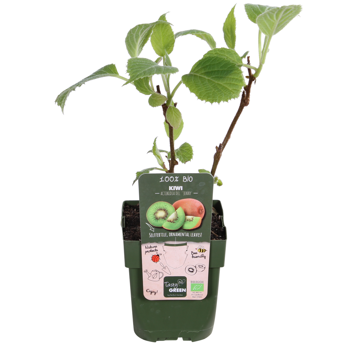 Kiwi 'Jenny' (Actinidia) - fruitier grimpant autofertile - Pot 13 cm - Hauteur 45 cm