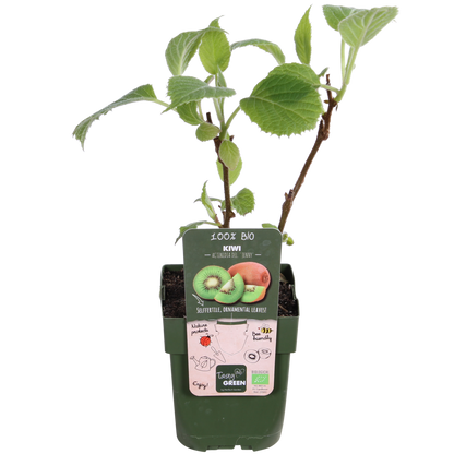 Kiwi 'Jenny' (Actinidia) - fruitier grimpant autofertile - Pot 13 cm - Hauteur 45 cm