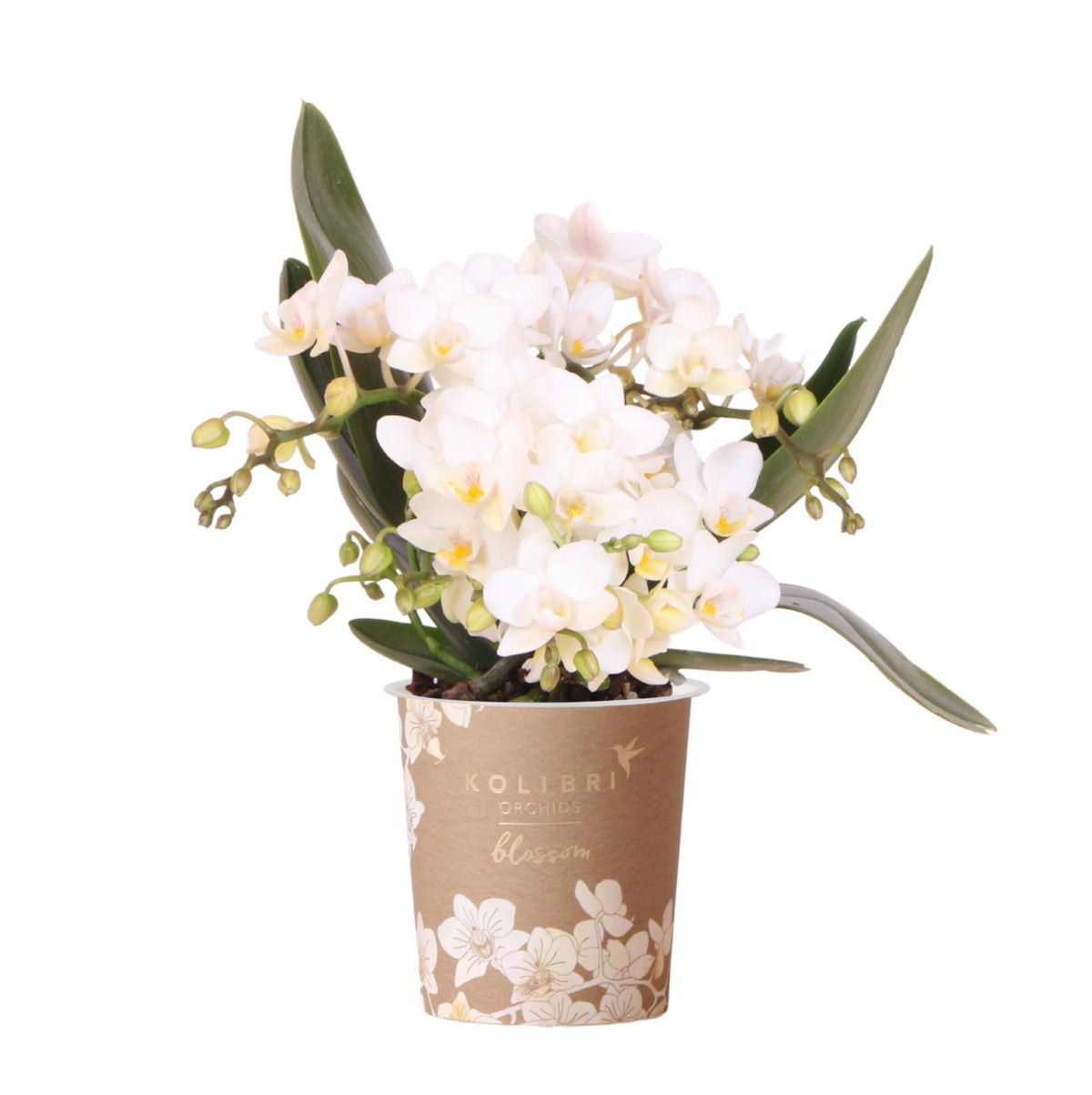 Orchidée Phalaenopsis blanche en pot