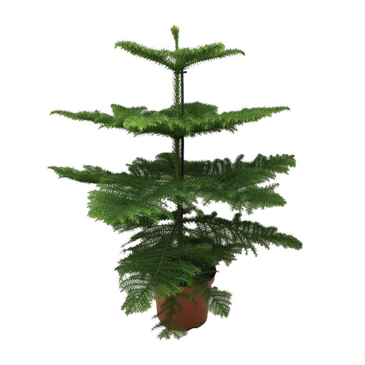Araucaria en pot de 21 cm, hauteur 70 cm, photographié sur fond blanc