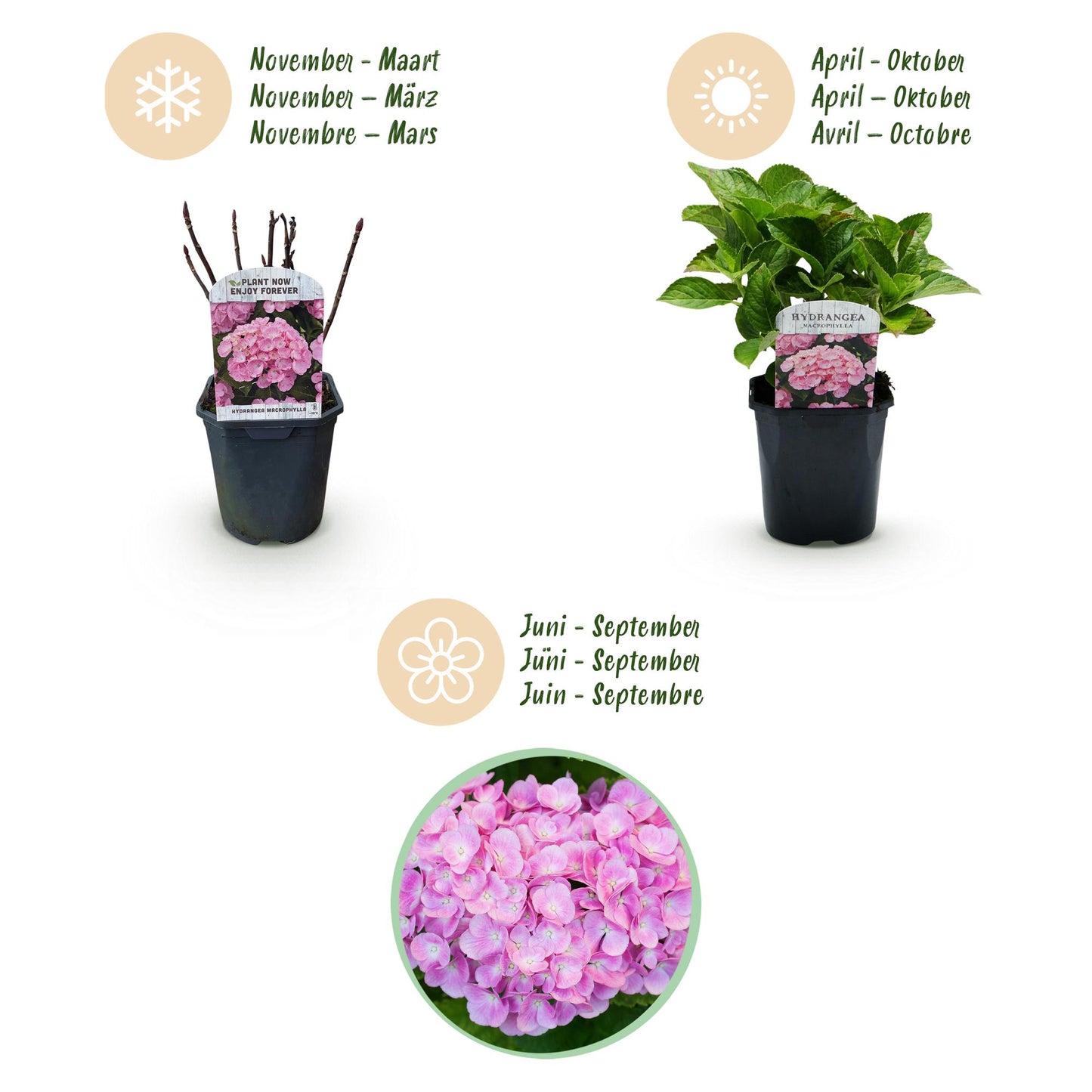 Hortensia de jardin (Hydrangea macrophylla), arbuste fleuri rustique, Pot 17 cm, Hauteur 30 cm