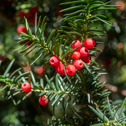 Taxus baccata : gros plan sur les baies rouges et les feuilles vertes de l'if commun, un arbuste de haie persistant.