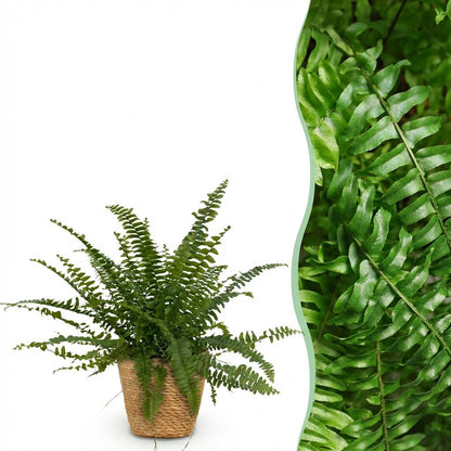 Nephrolepsis exaltata Green Lady plante d'intérieur en pot 12cm avec cache-pot blanc, fougère pet-friendly 25cm
