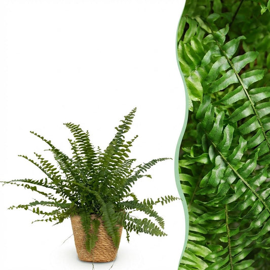 Un grand Nephrolepsis exaltata Green Lady aux frondes luxuriantes, dans un joli pot en osier tressé
