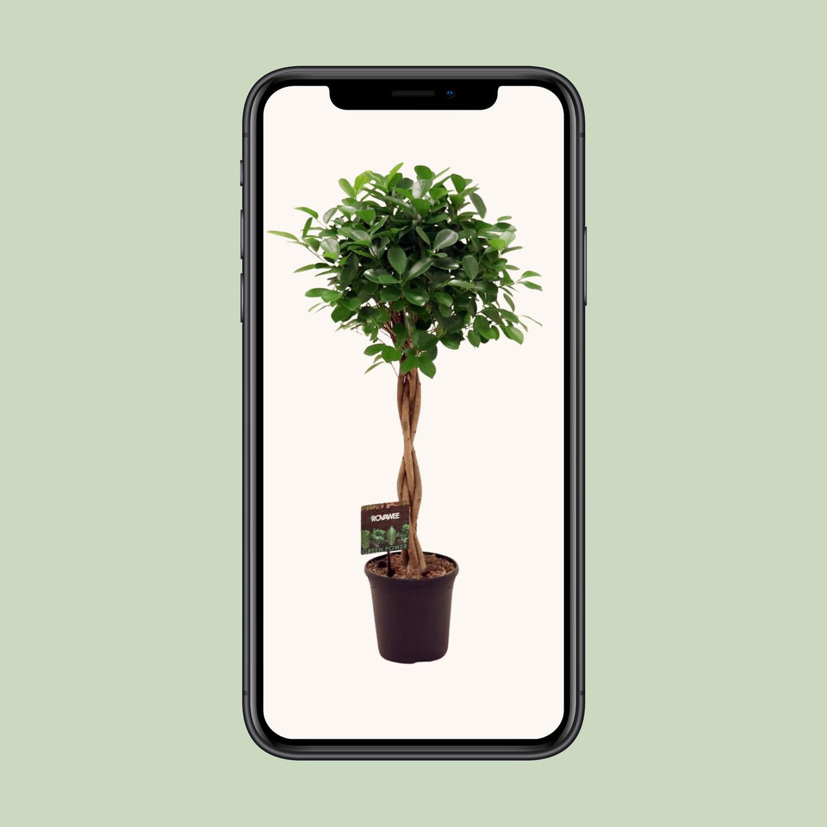 Le Ficus Moclame en pot de 23 cm présenté sur un écran de téléphone