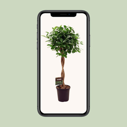 Le Ficus Moclame en pot de 23 cm présenté sur un écran de téléphone