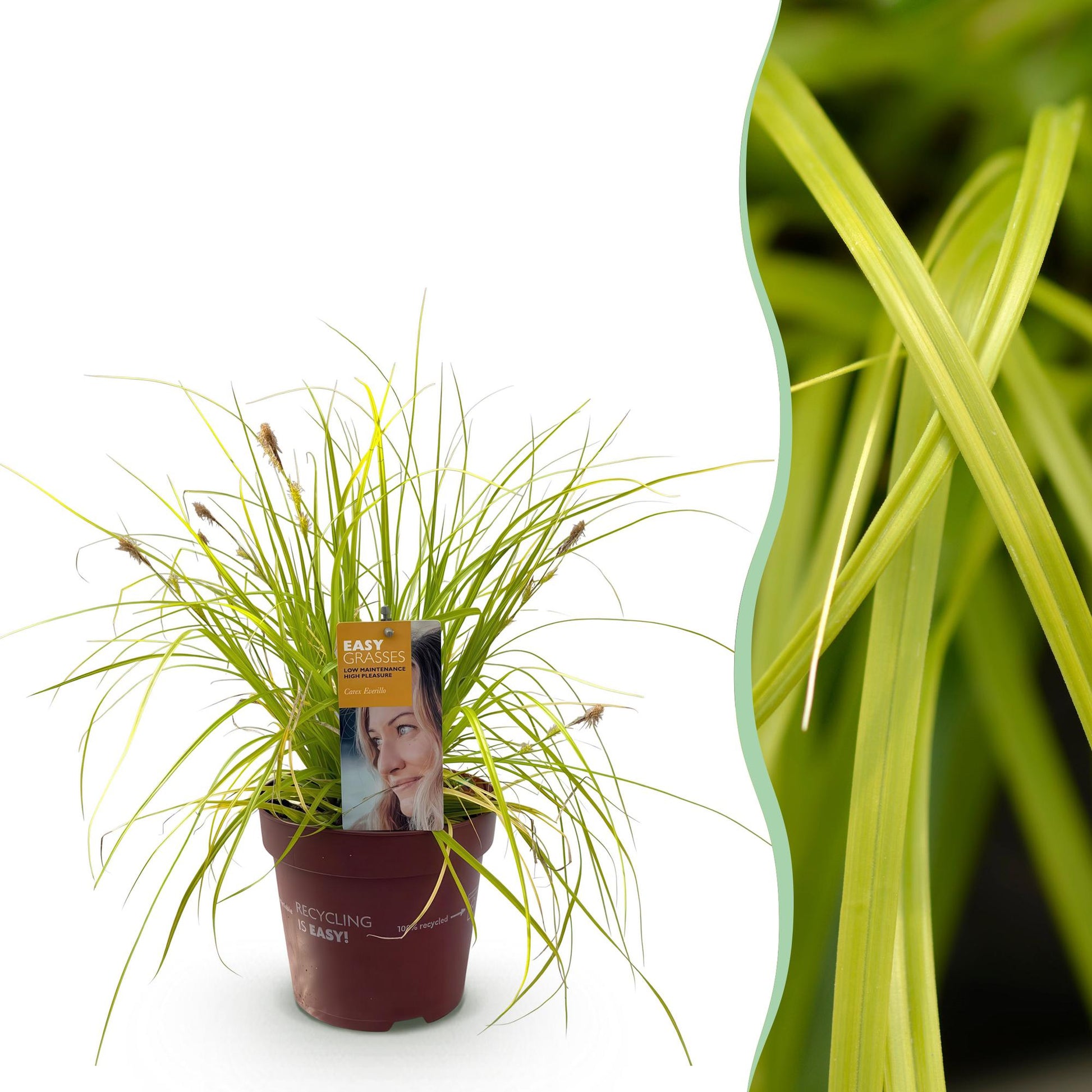 Carex oshimensis Everillo : plant en pot sur fond blanc, avec un aperçu gros plan du feuillage jaune vif, sans bulle de quantité.