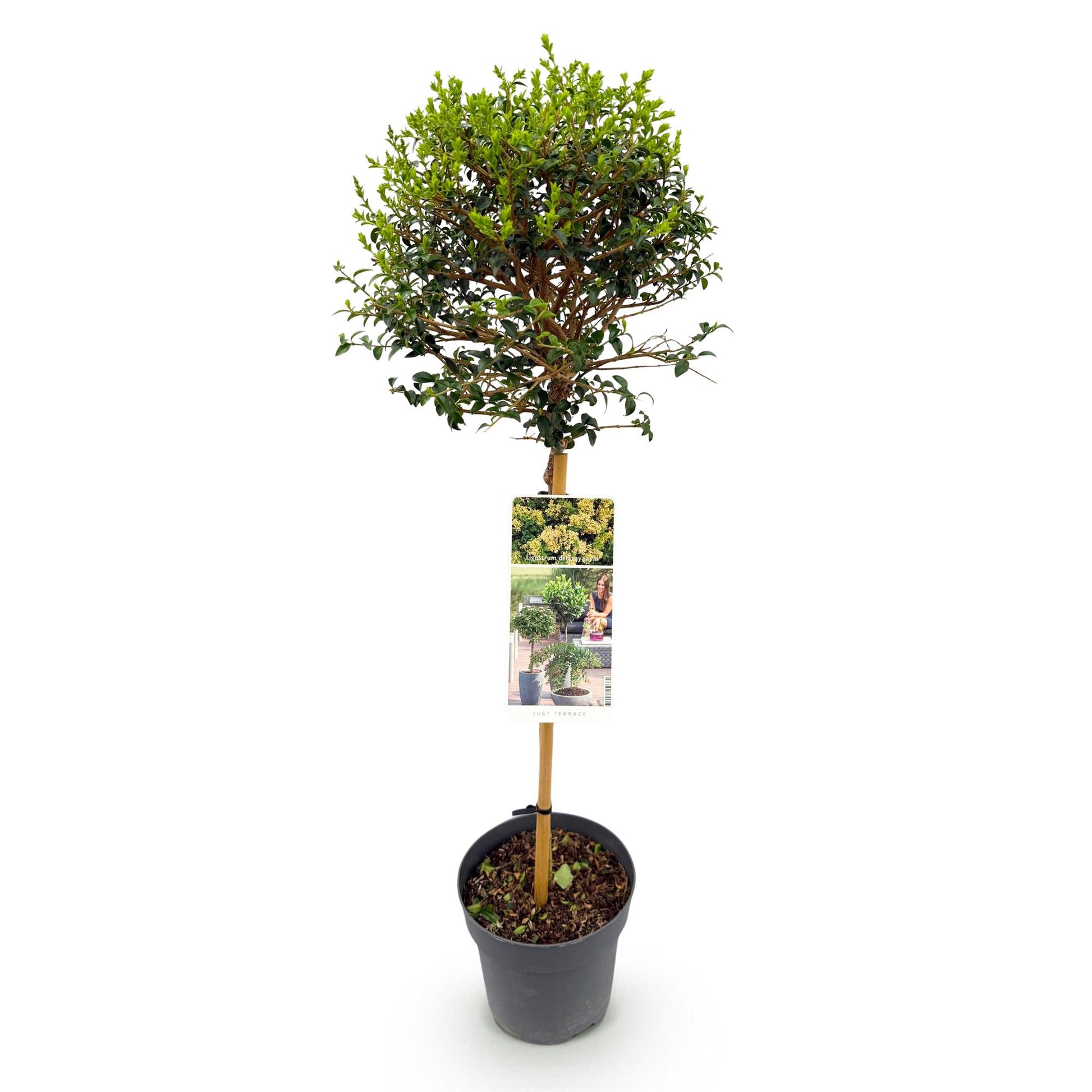Ligustrum delavayanum sur tige en pot de 19cm, feuillage persistant vert, résistant au froid, idéal pour terrasse.