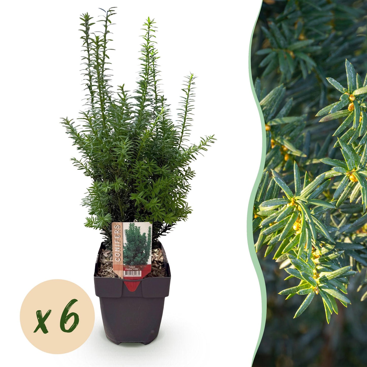 Taxus media Hilii : jeune plant en pot, feuillage vert foncé, avec bulle 'x6' indiquant la quantité pour le lot. Arrière-plan flou de feuill