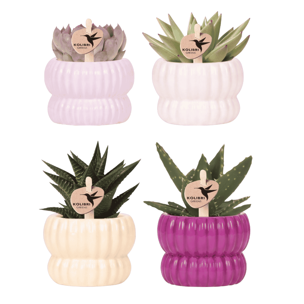 Lot de 4 plantes vertes en cache-pots nervurés violet, blanc, jaune et rose