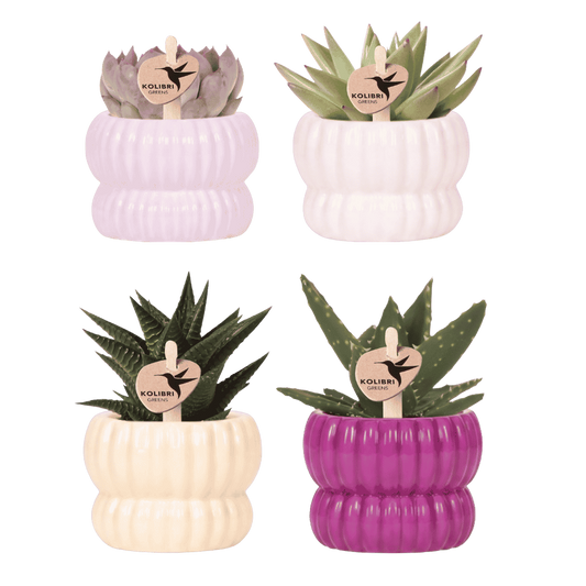 Lot de 4 plantes vertes en cache-pots nervurés violet, blanc, jaune et rose