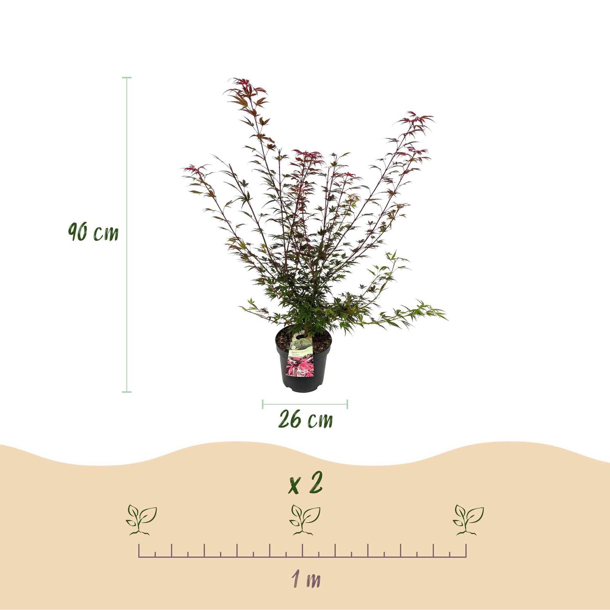 Acer palmatum Shaina : Érable japonais décidu de 90cm de haut en pot de 26cm, conseils d'espacement pour une plantation de 2 plants par mètr