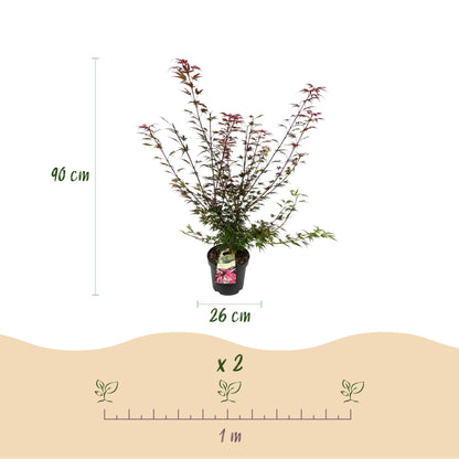 Acer palmatum Shaina : Érable japonais décidu de 90cm de haut en pot de 26cm, conseils d'espacement pour une plantation de 2 plants par mètr
