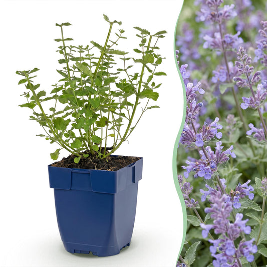 Népéta 'Walker's Low' en pot de 11 cm et détail des fleurs