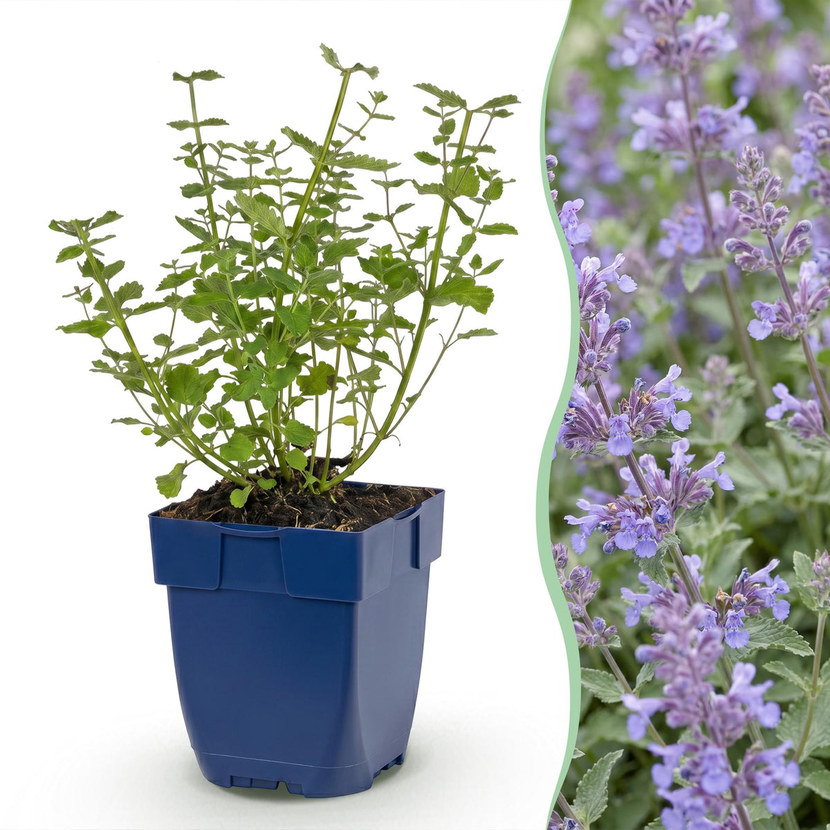 Népéta 'Walker's Low' en pot de 11 cm et détail des fleurs