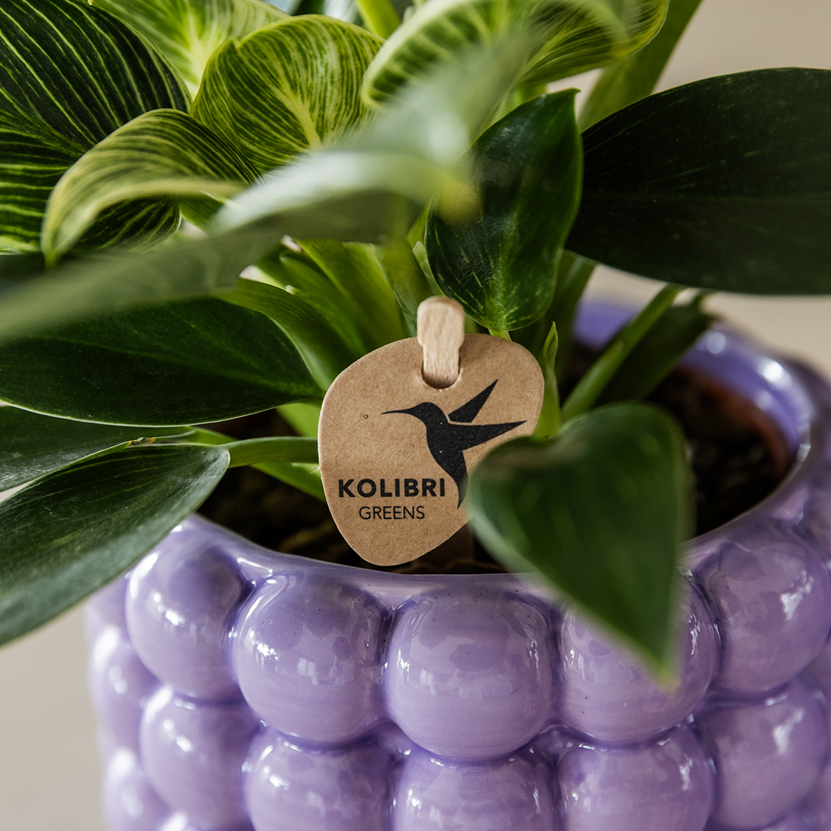 Orchidée Phalaenopsis blanche en pot