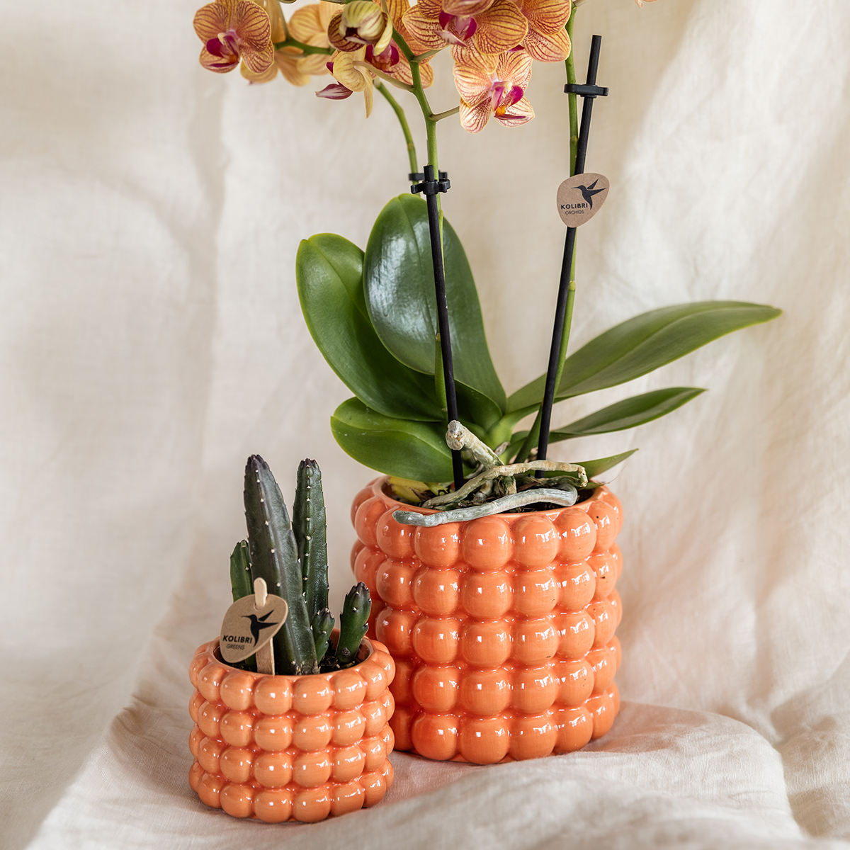 Orchidée Phalaenopsis orange en pot