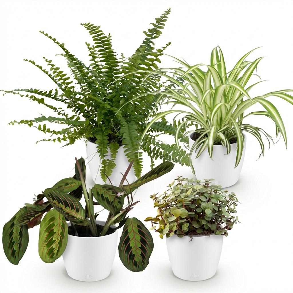 Plante d'intérieur - Chlorophytum - Maranta - Calissia - Nephrolepsis - Mix de 4 - Plantes Amicales pour Animaux - Vert - 4 Plantes - avec Potter Blanc - Pot 12cm - Hauteur 25cm