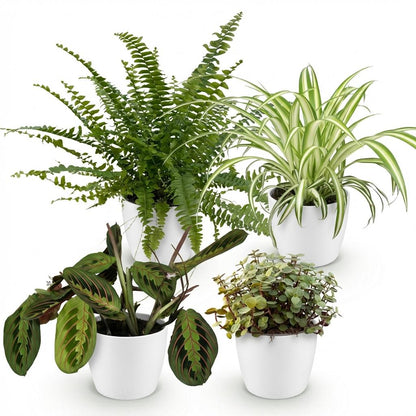 Plante d'intérieur - Chlorophytum - Maranta - Calissia - Nephrolepsis - Mix de 4 - Plantes Amicales pour Animaux - Vert - 4 Plantes - avec Potter Blanc - Pot 12cm - Hauteur 25cm