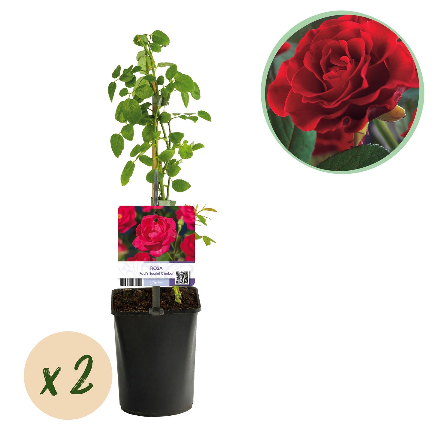 Rosier grimpant Paul Scarlet Climber, plant de 40cm en pot, avec une pastille indiquant « x2 » pour le lot de 2 plants à fleurs rouges.
