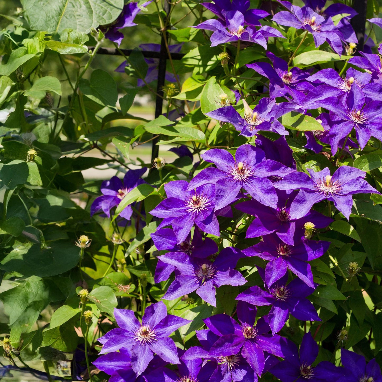 Clematis The President. Gros plan sur les magnifiques fleurs violettes avec un cœur blanc et jaune de cette plante grimpante.