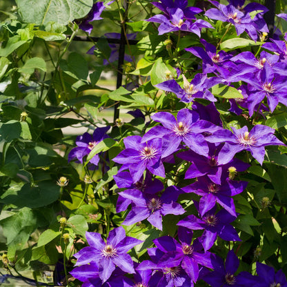 Clematis The President. Gros plan sur les magnifiques fleurs violettes avec un cœur blanc et jaune de cette plante grimpante.
