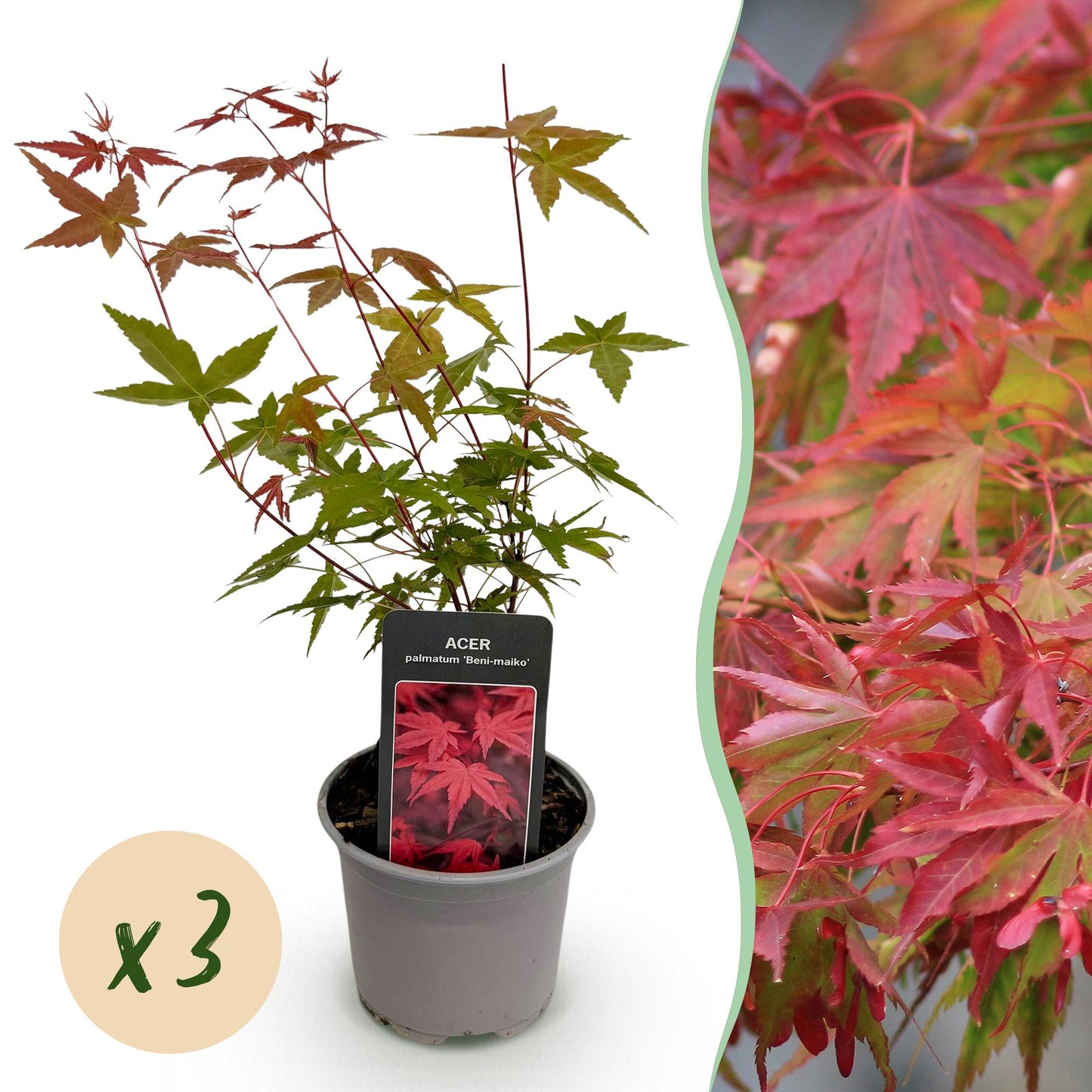Acer palmatum Beni-maiko en pot sur fond blanc, avec un gros plan de son feuillage rouge et vert. Pastille 'x3' indiquant la quantité.