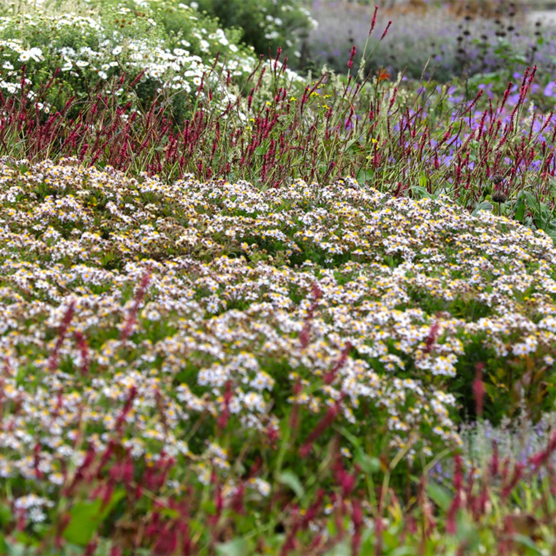 Plantes vivaces : massif de marguerites blanches avec cœur jaune et épis floraux pourpres, parfaites pour l'ombre.