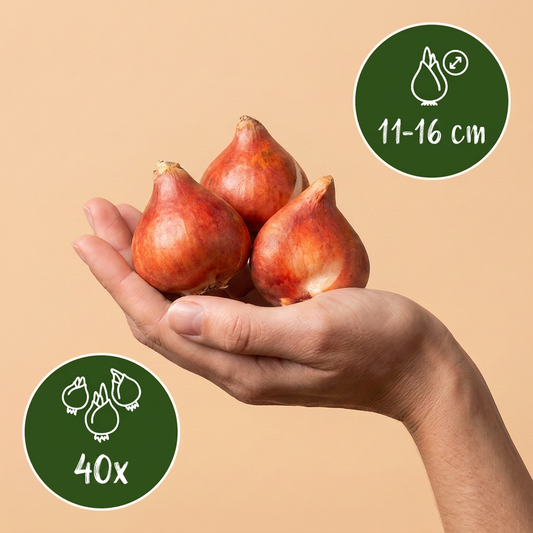 Bulbes de Tulipe 'Prince' en mélange tenus dans une main, calibre 11-16 cm, lot de 40 bulbes.