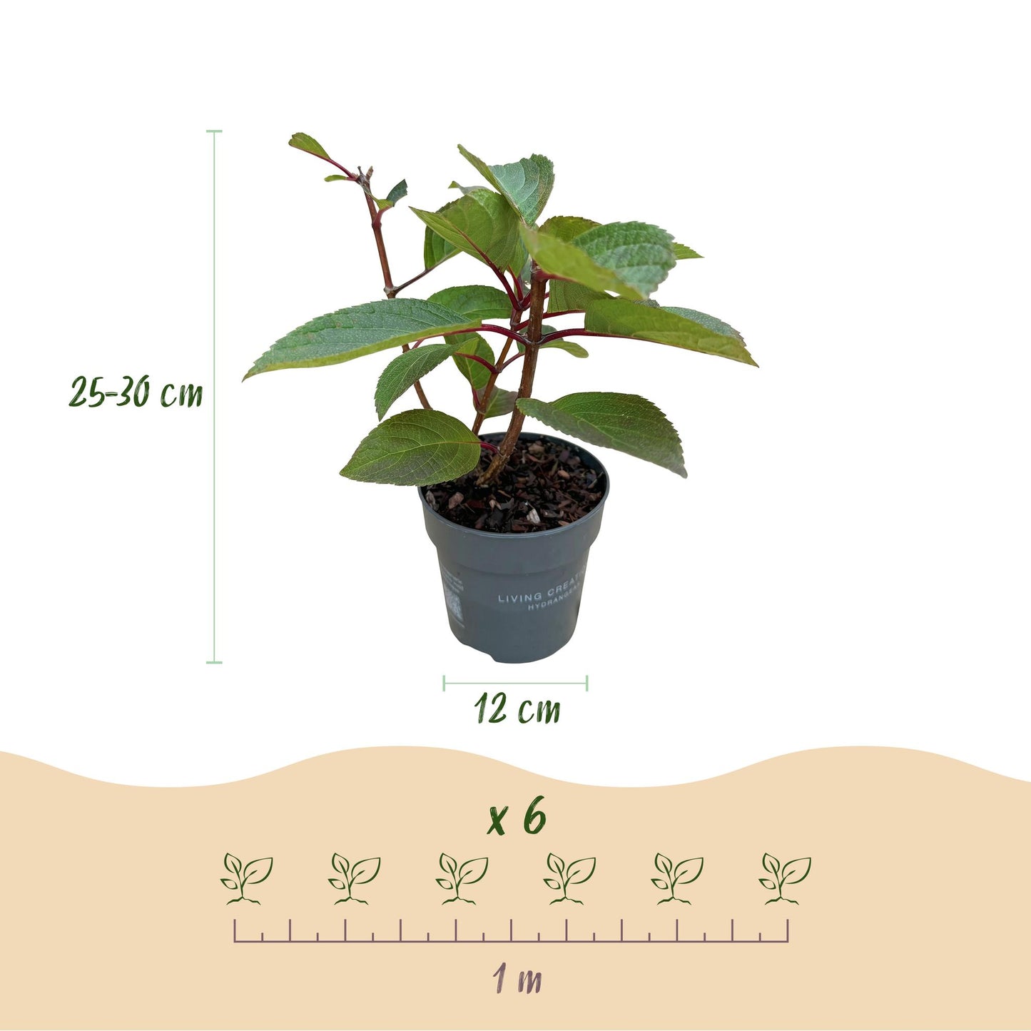 Hortensia paniculée Living Infinity : schéma d'un jeune plant en pot, indiquant une hauteur de 25-30 cm, un diamètre de pot de 12 cm, et un 