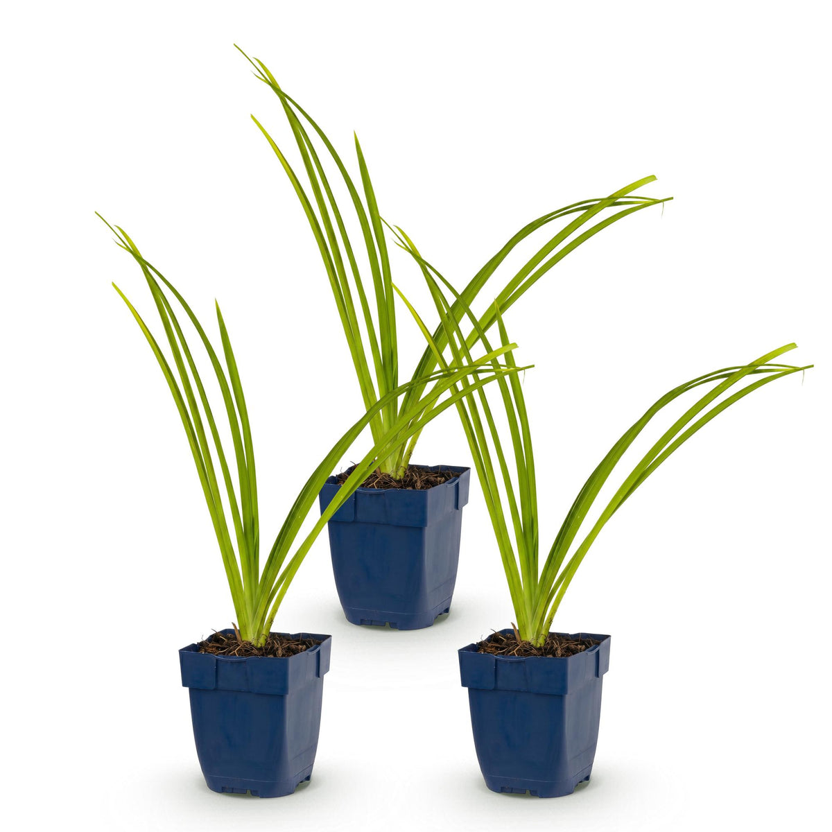 Hémérocalle 'Pink Damask' - lot de 3 plants en pot de 11 cm