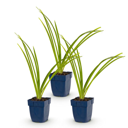 Hémérocalle 'Pink Damask' - lot de 3 plants en pot de 11 cm