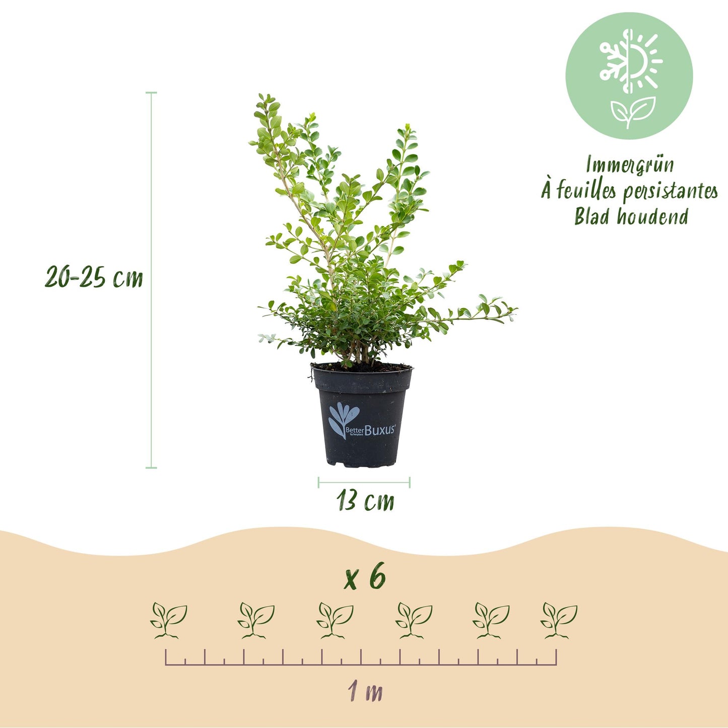 BetterBuxus Babylon Beauty : un plant en pot de 13 cm et de 20-25 cm de haut. Indique 6 plants pour 1 mètre linéaire.