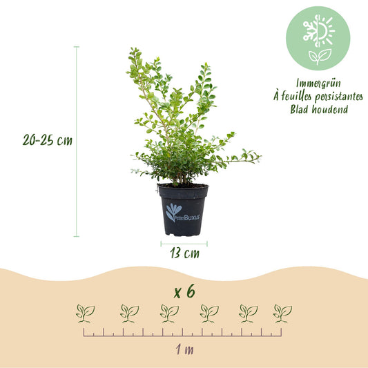 BetterBuxus Babylon Beauty : un plant en pot de 13 cm et de 20-25 cm de haut. Indique 6 plants pour 1 mètre linéaire.