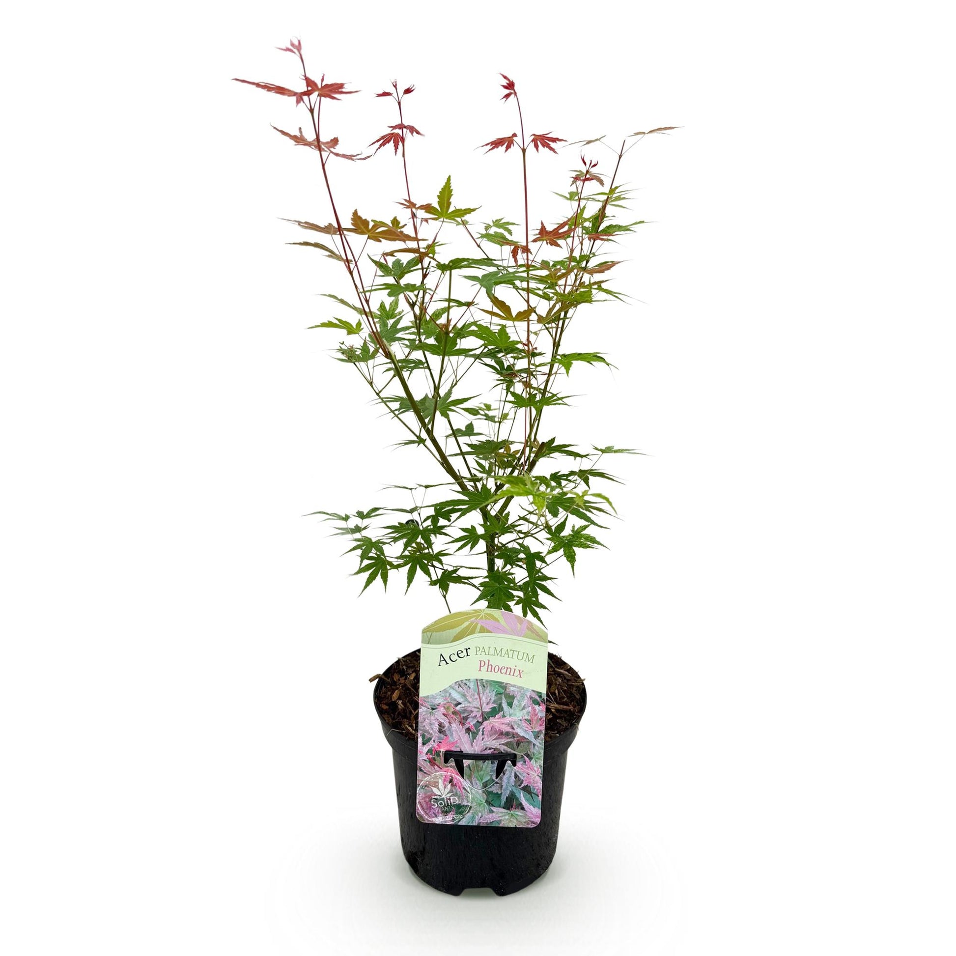 Acer palmatum Phoenix en pot de 19cm, feuillage caduc rose et vert, sur fond blanc. Un plant de 70cm de haut.