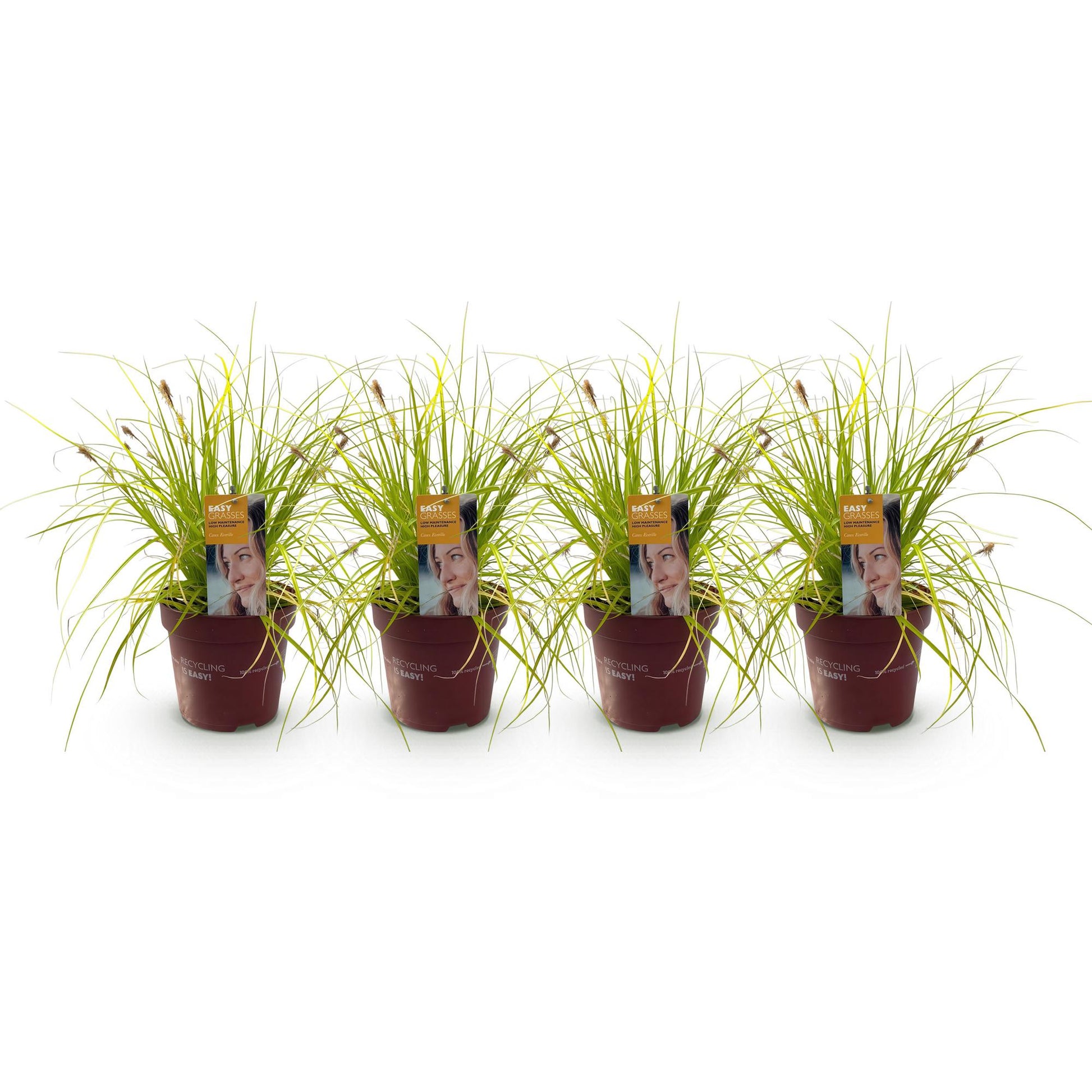 Carex oshimensis Everillo : Quatre plants en pot de graminées ornementales aux feuilles fines jaune-vert, alignés sur fond blanc.