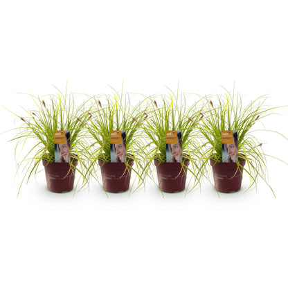 Carex oshimensis Everillo : Quatre plants en pot de graminées ornementales aux feuilles fines jaune-vert, alignés sur fond blanc.