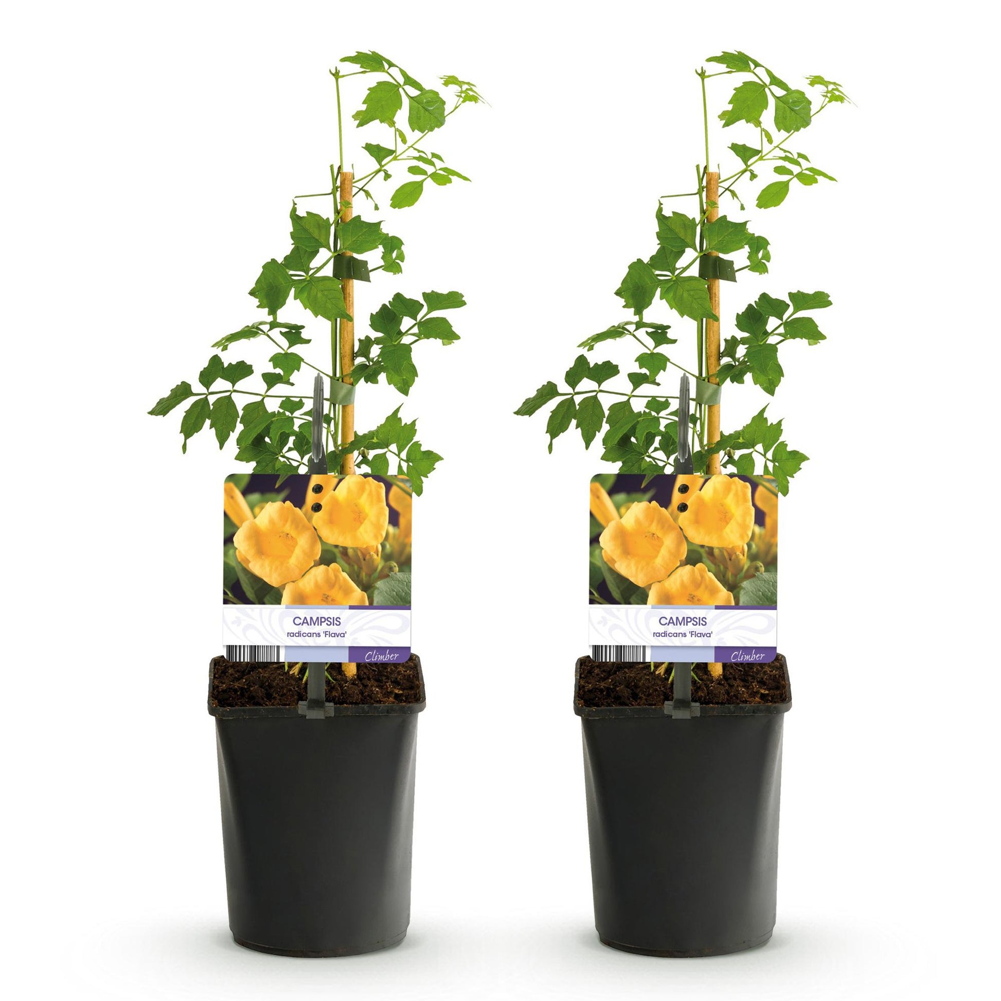 Campsis radicans Flava, 2 plants en pot de 11cm avec étiquette indiquant des fleurs jaunes, sur fond blanc.