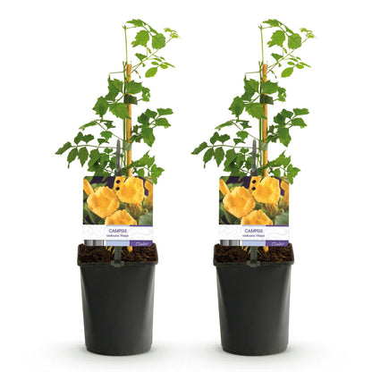 Campsis radicans Flava, 2 plants en pot de 11cm avec étiquette indiquant des fleurs jaunes, sur fond blanc.