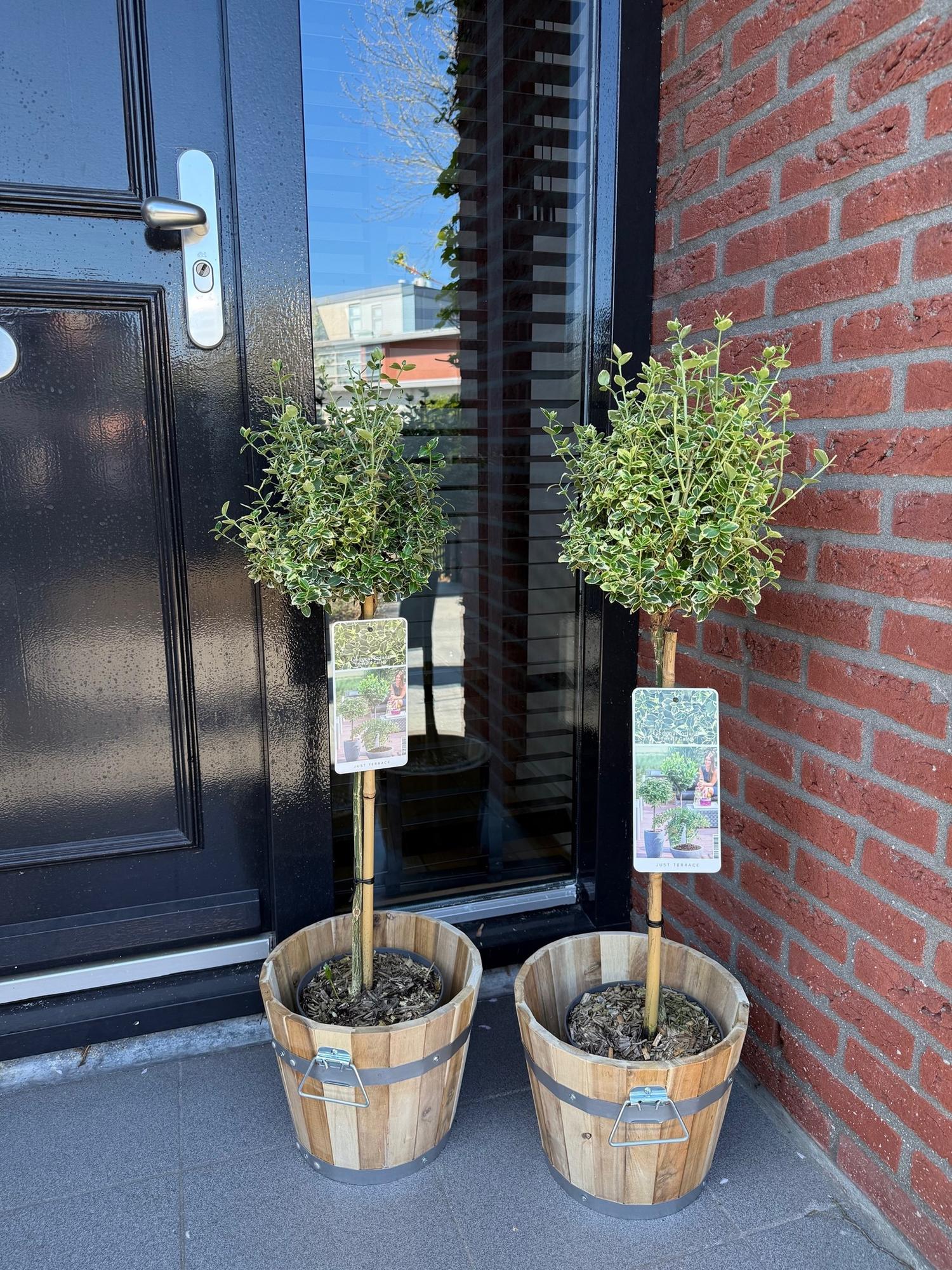 Euonymus fortunei Emerald Gaiety en pot, deux arbustes placés devant une porte d'entrée noire et un mur de briques rouges.