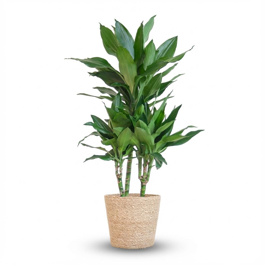 Dracaena Janet Lindt plante d'intérieur en pot 21cm avec cache-pot blanc, hauteur 95cm, feuillage vert élancé