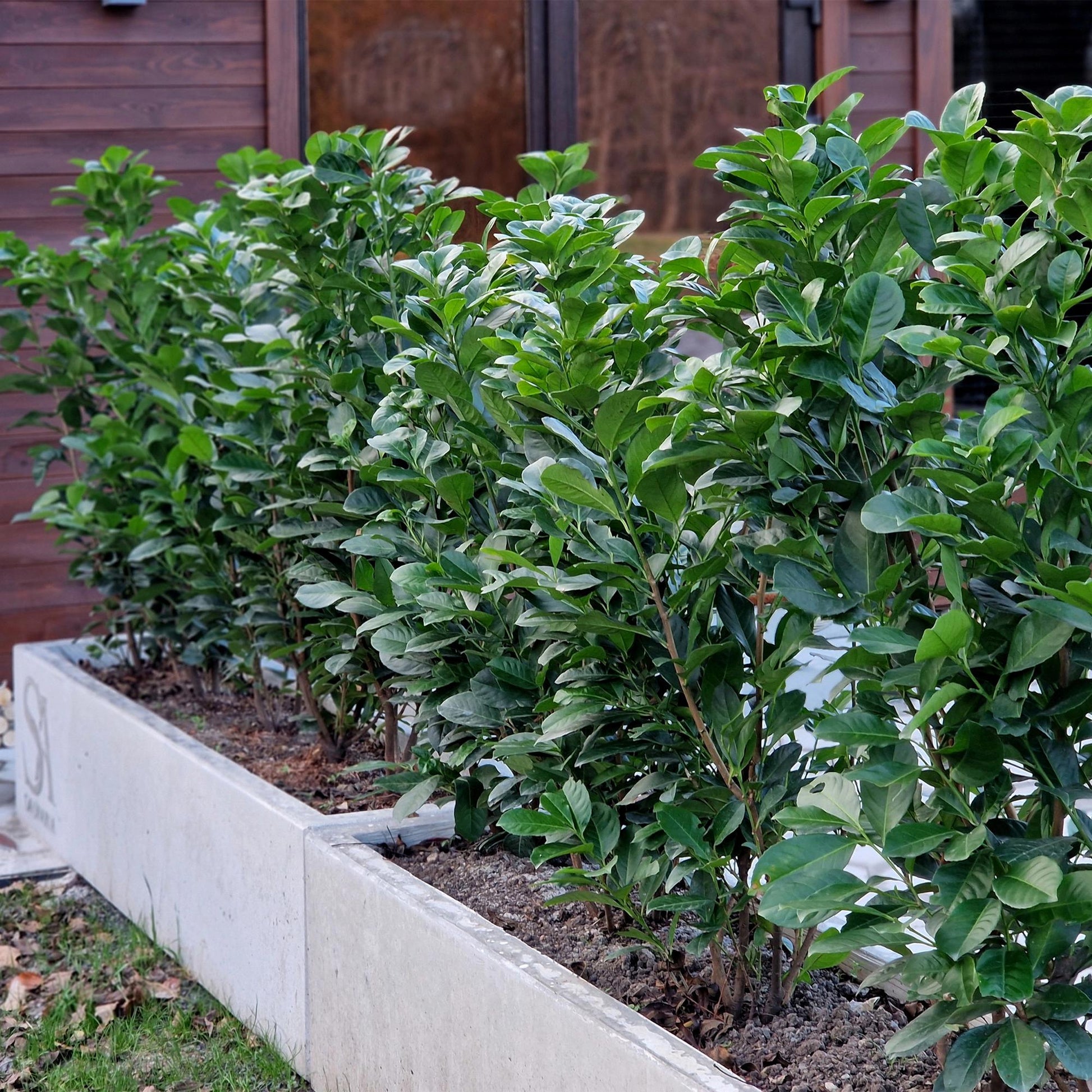 Prunus laurocerasus Etna. Haie de lauriers-cerises plantée dans une jardinière en béton, devant une façade en bois.