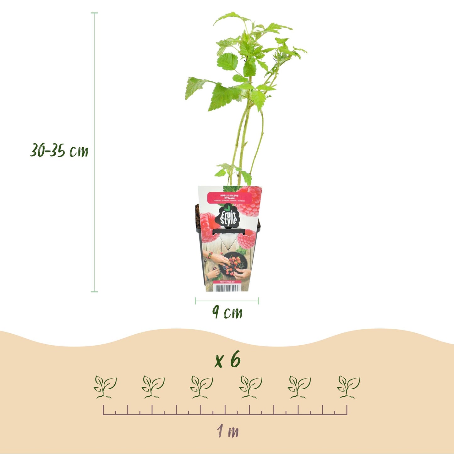 Framboise Rubus idaeus Ottawa : Infographie montrant un plant de framboisier en pot, ses dimensions (hauteur 30-35 cm, pot 9 cm) et l'espace