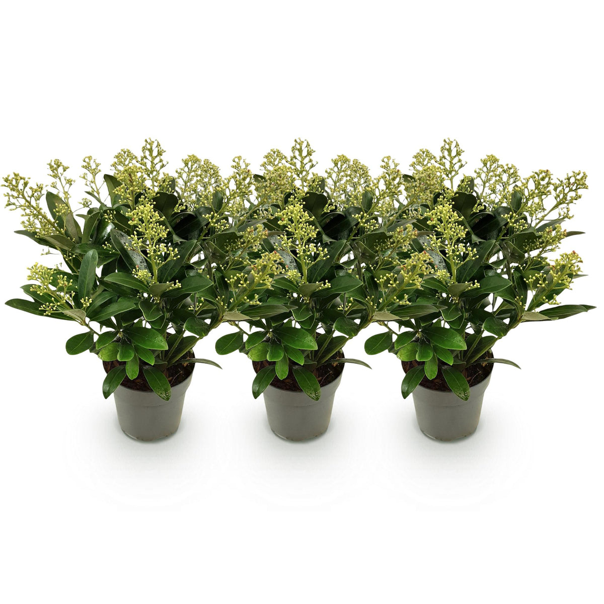 Skimmia 'Finchy' - lot de 3 plants en pot de 15 cm