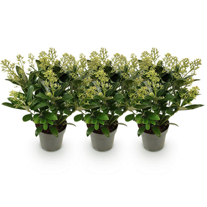 Skimmia 'Finchy' - lot de 3 plants en pot de 15 cm