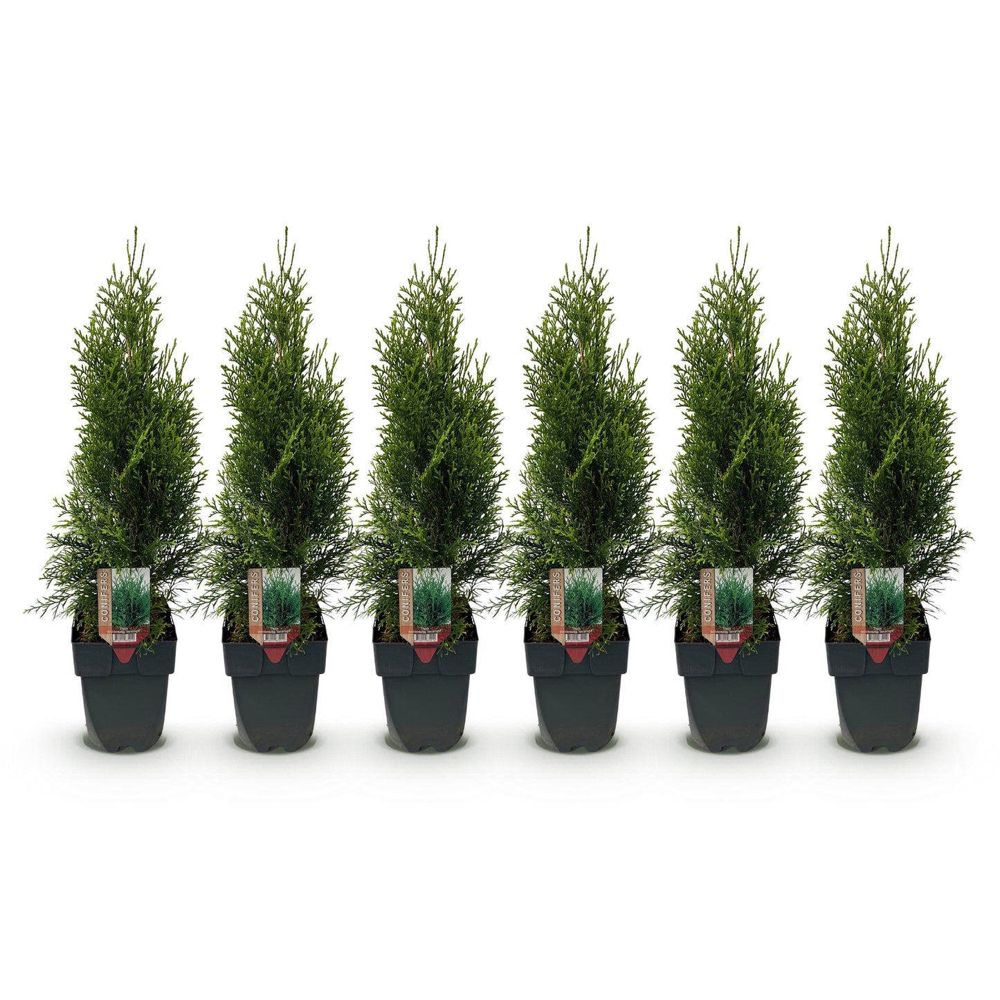 Thuja occidentalis Smaragd. Lot de 6 plants en pot, feuillage vert persistant, alignés sur fond blanc uni.