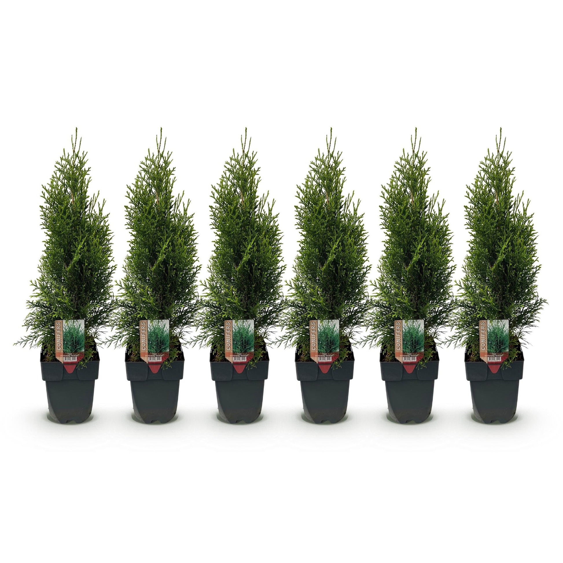 Thuja occidentalis Smaragd. Lot de 6 plants en pot, feuillage vert persistant, alignés sur fond blanc uni.