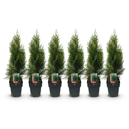 Thuja occidentalis Smaragd. Lot de 6 plants en pot, feuillage vert persistant, alignés sur fond blanc uni.