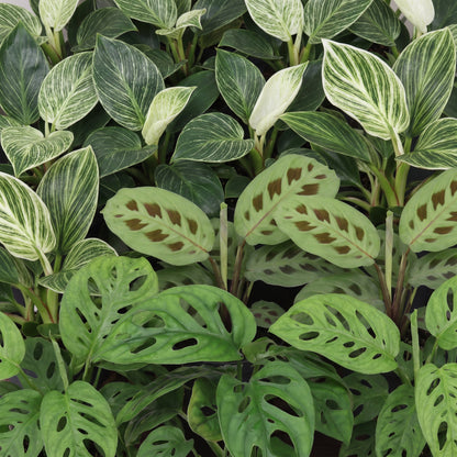 Détail du feuillage de Box surprise plantes