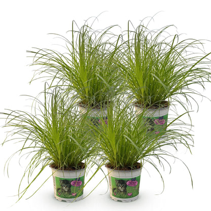 Quatre pots blancs de Cyperus alternifolius Zumula, l'herbe à chat aux fines feuilles vertes, sont disposés harmonieusement